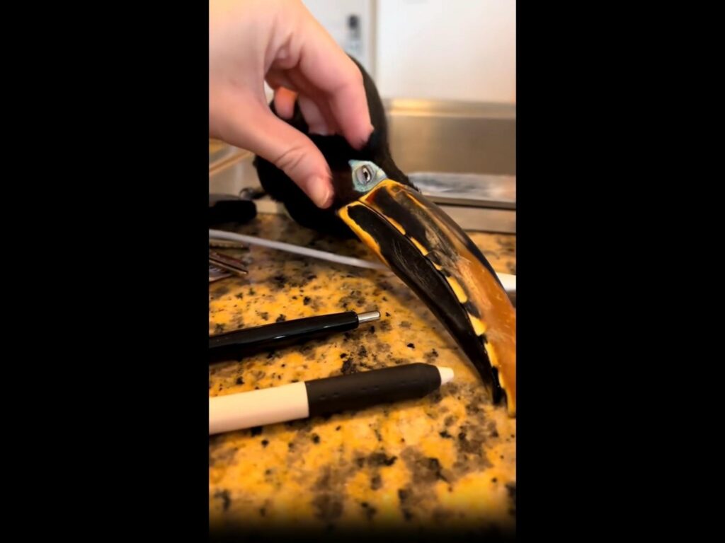 人になでられている黒と黄色のオオハシ