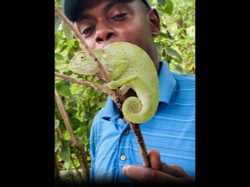 枝に止まり尾を巻く緑色のカメレオン