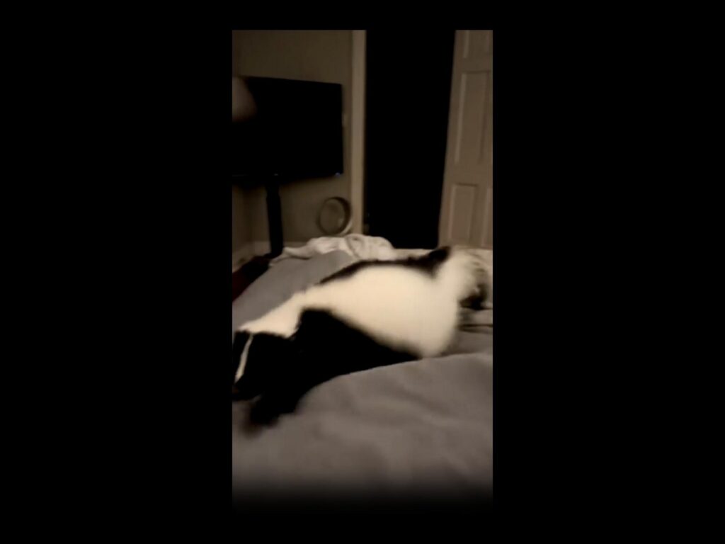 ベッドで寝そべる白黒のスカンク