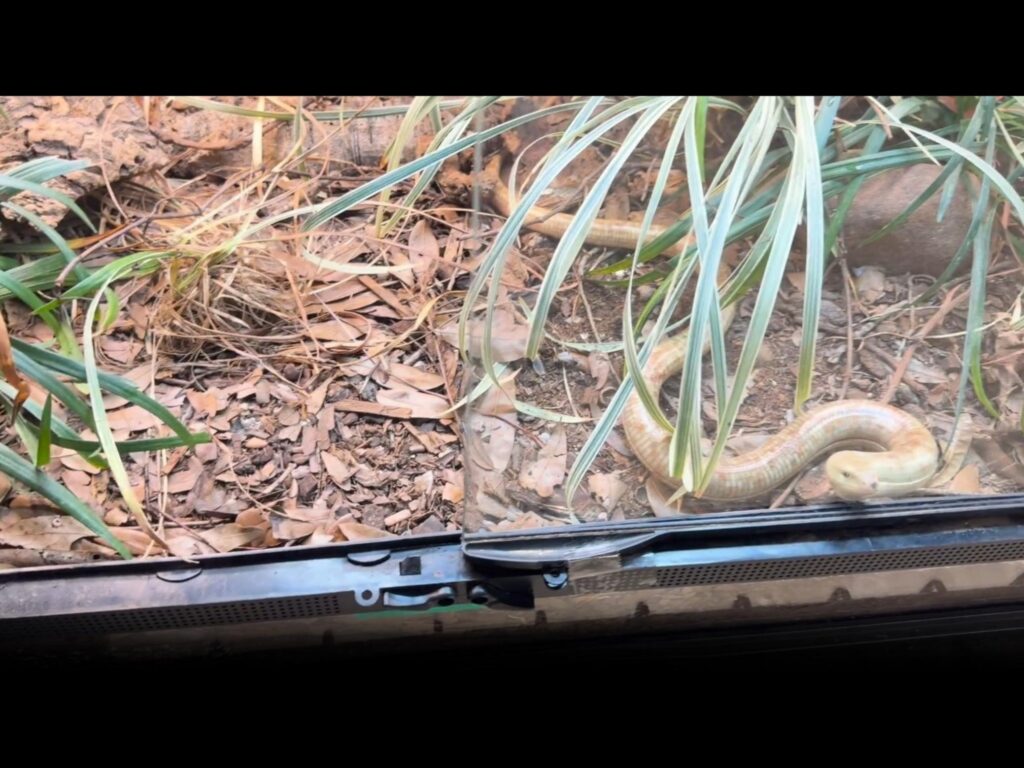 ベージュ色のアシナシトカゲが地面を這う