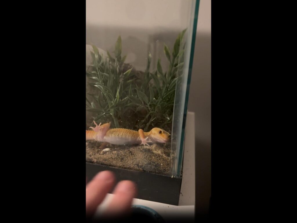 仰向けで寝ている黄色いトカゲ