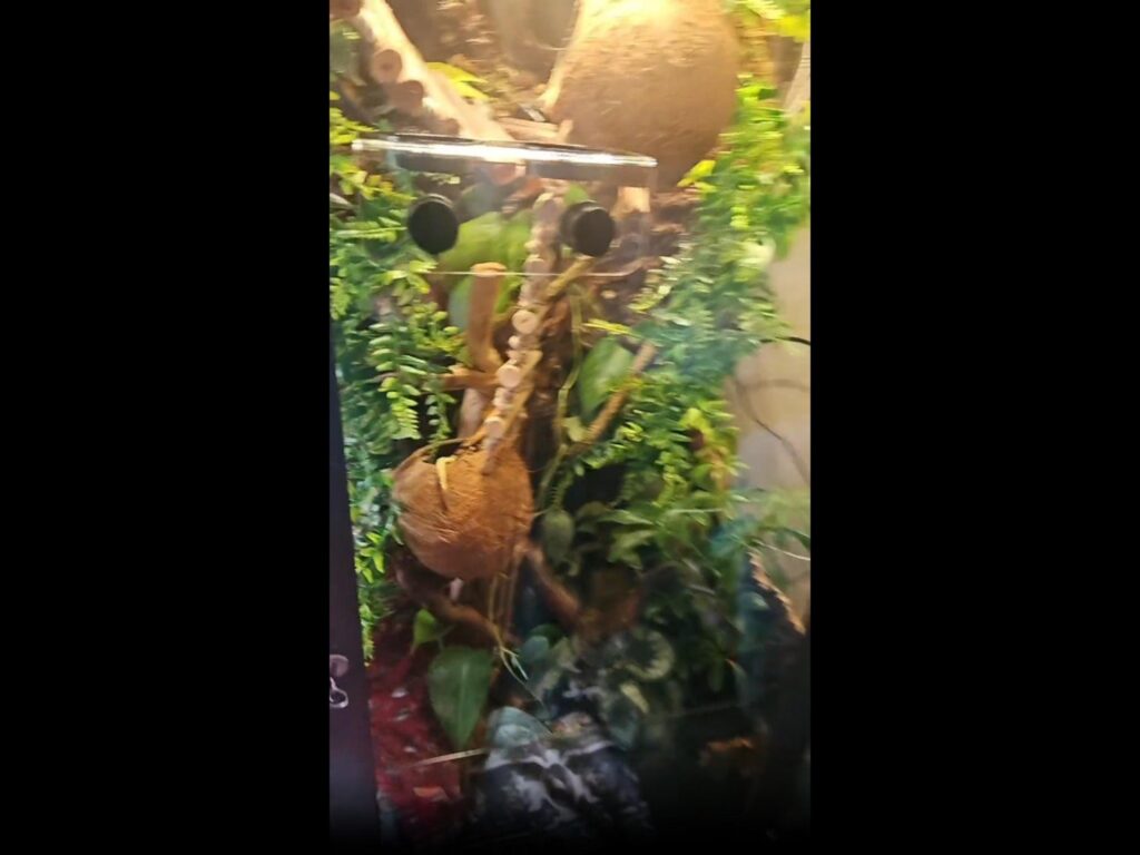 テラリウムの中に植物とヤシの実がある