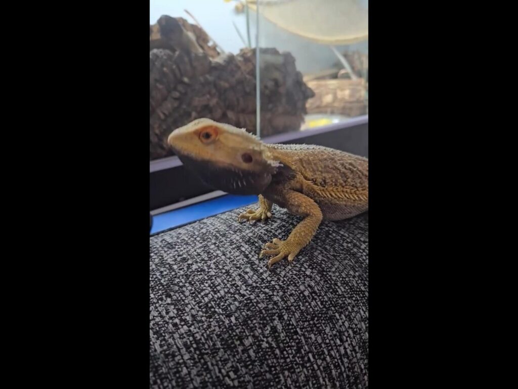 黒い顎のフトアゴヒゲトカゲが座っている