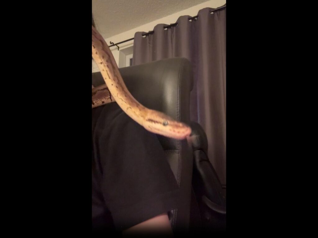 茶色いヘビが舌を出している