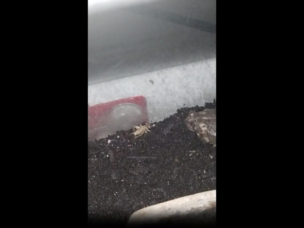 土で休む灰色のカエルと薄茶色のコオロギ