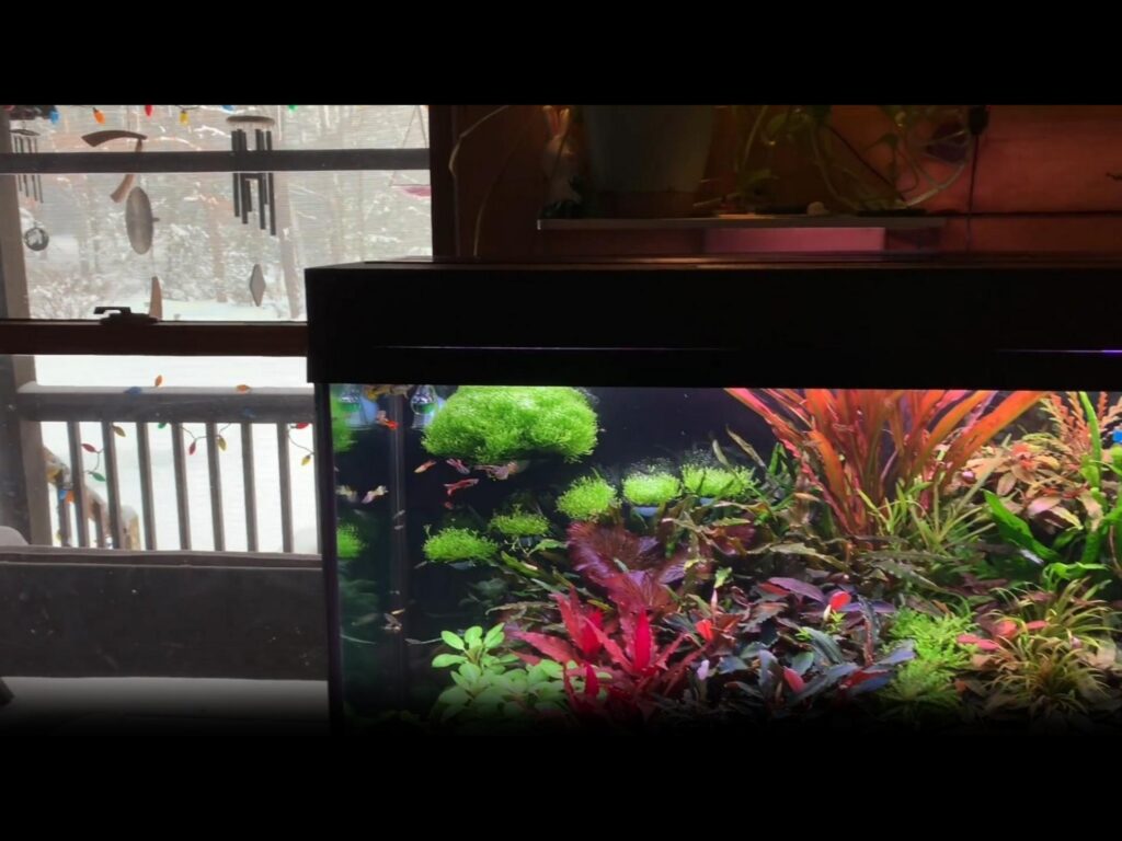 水槽の中を泳ぐ赤や銀色の小さな魚