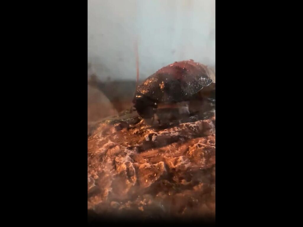 岩の上を歩く黒いマダガスカルゴキブリ