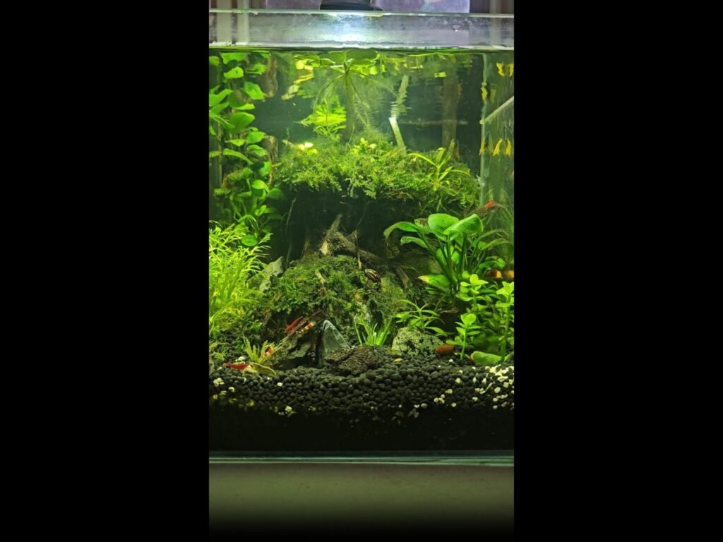 赤いエビが苔や水草の上を歩いている