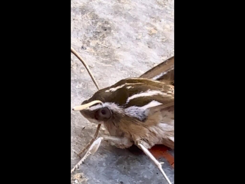 茶色と白のスズメガが地面に止まっている