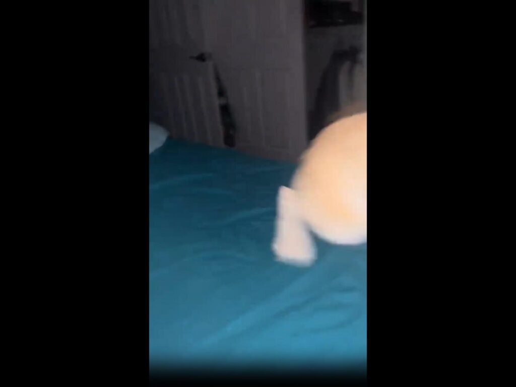 ベッドで跳ねるベージュ色の犬