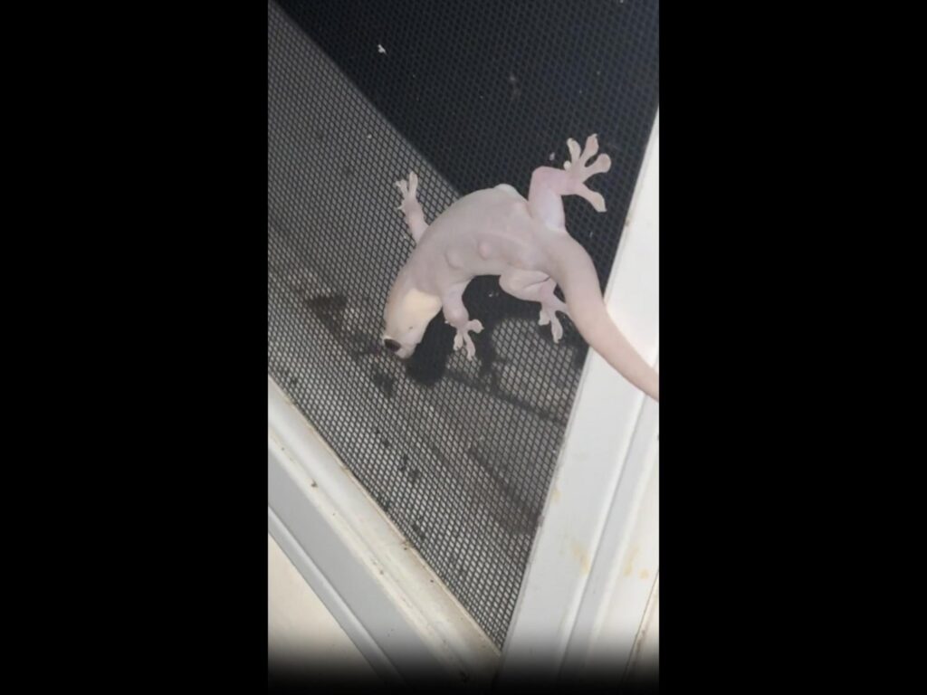 網戸に張り付いている白いヤモリ