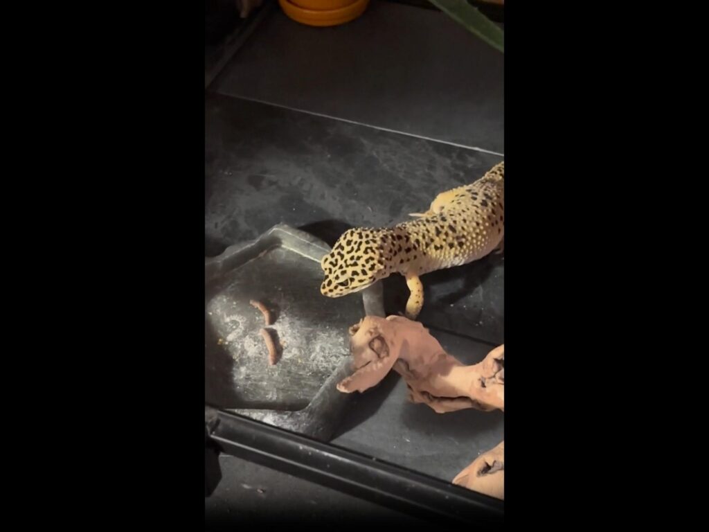 餌を見る黄色と黒のヒョウモントカゲモドキ