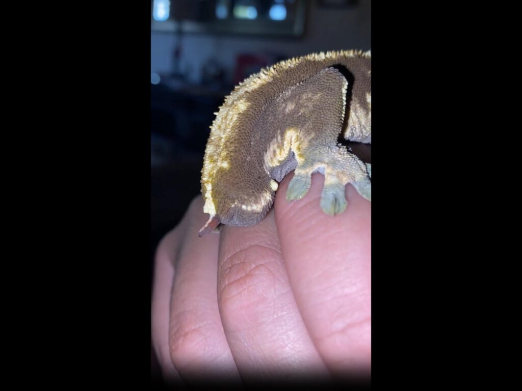 茶色のクレステッドゲッコーが舌を出す