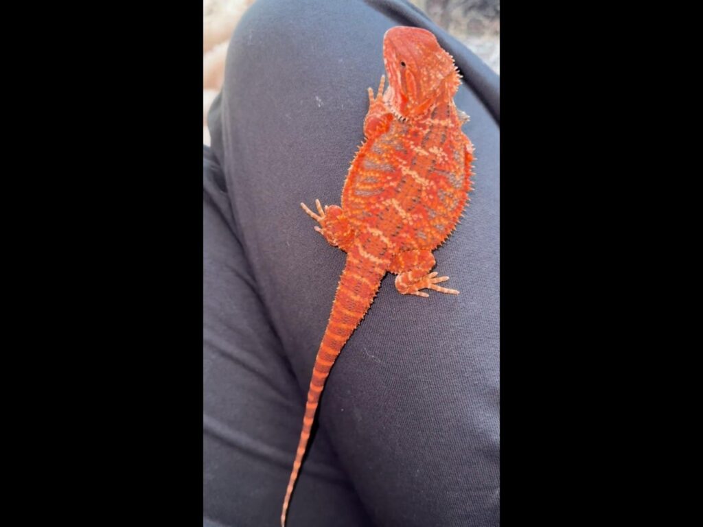 膝に乗る赤いフトアゴヒゲトカゲ