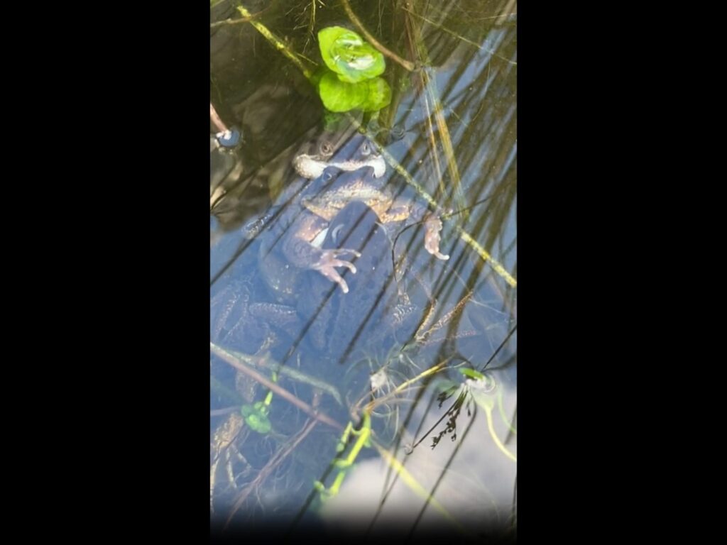 池で茶色と黒のカエルが抱接している
