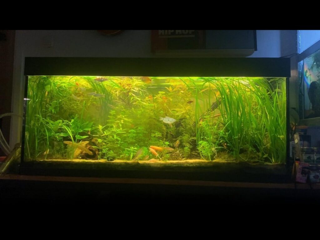 水草の間を泳ぐオレンジや銀色の魚たち