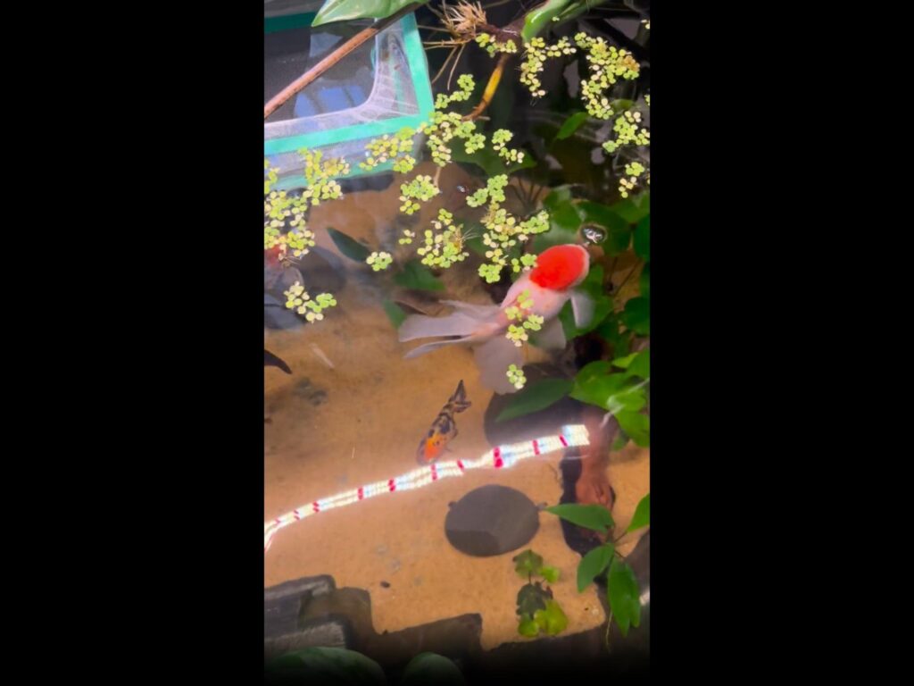 赤白とまだらの金魚が水草の間を泳いでいる