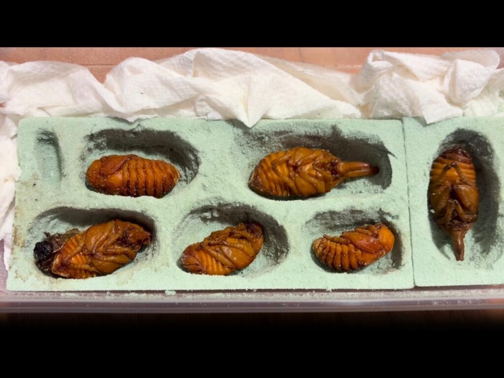 茶色のカブトムシの蛹が横たわっている