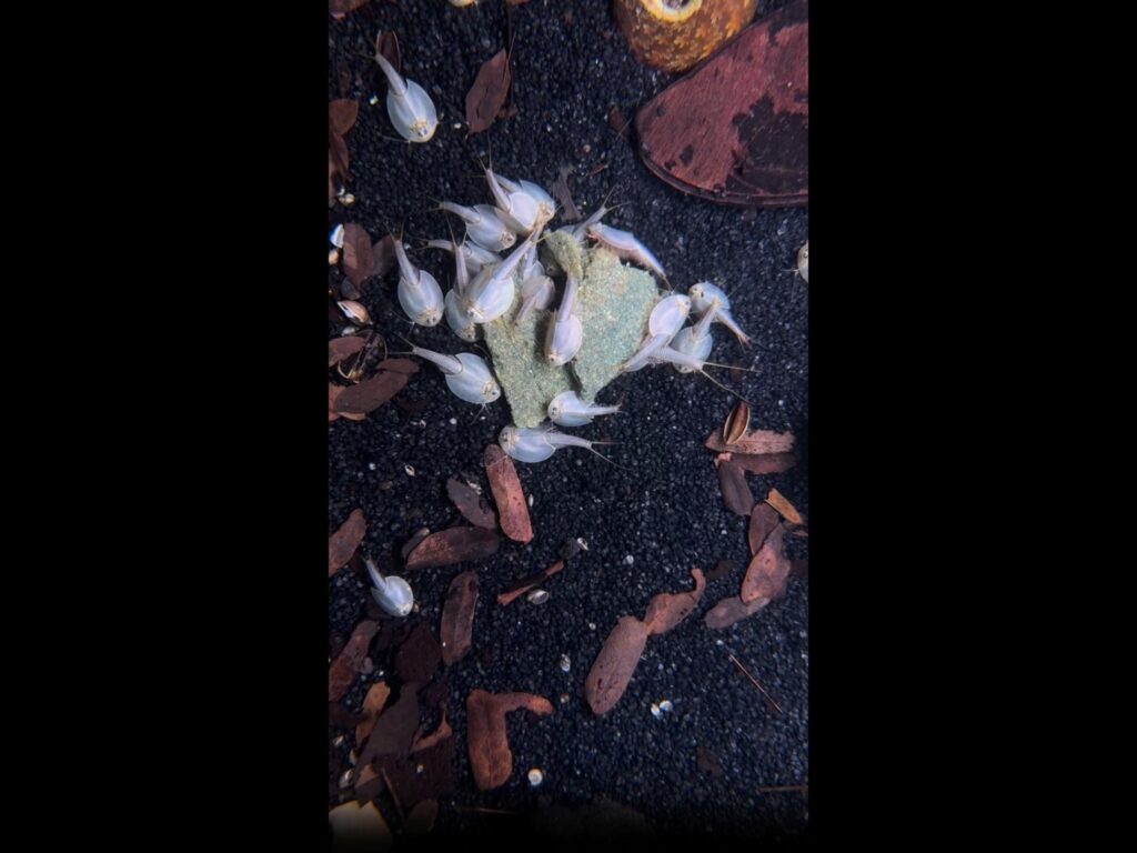 白いカブトエビが餌に群がって食べている