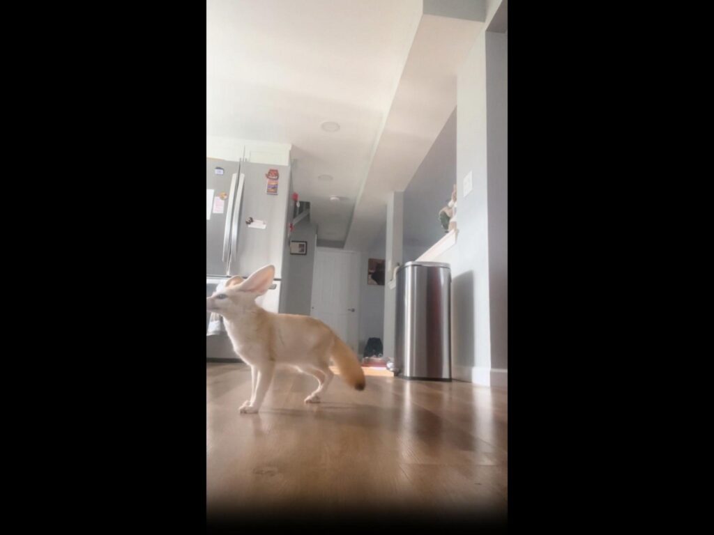 薄茶色のフェネックが立ち止まっている