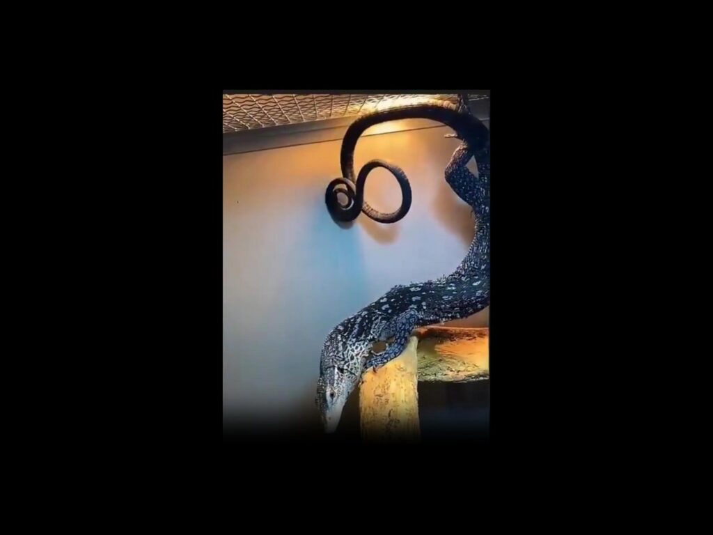 木へ降りる白黒模様のオオトカゲ