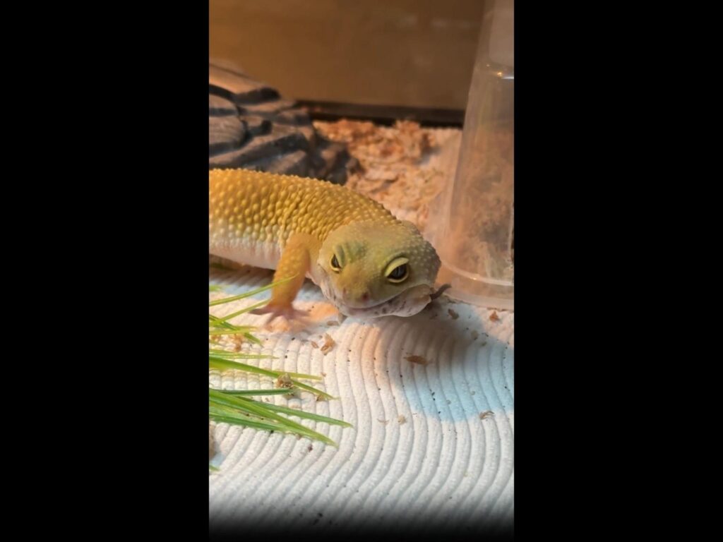 こちらを見る黄色いヒョウモントカゲモドキ