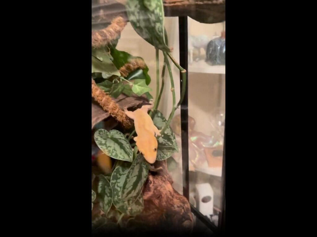 葉に張り付き下を向く薄橙色のヤモリ