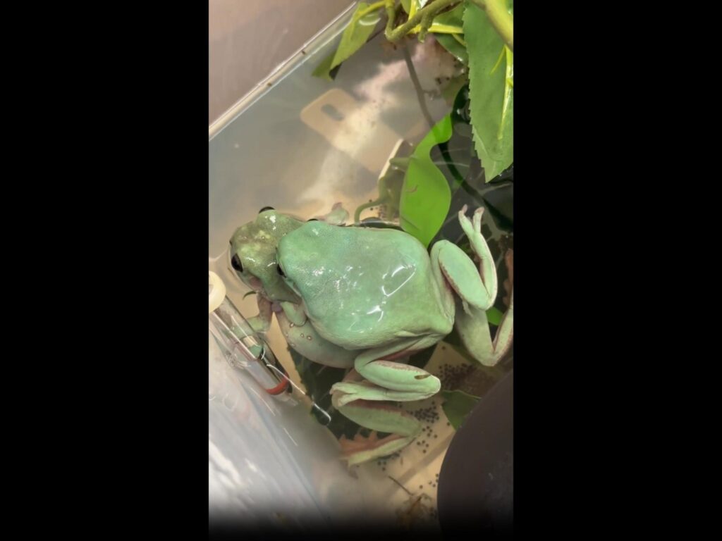 重なっている2匹の緑色のカエル