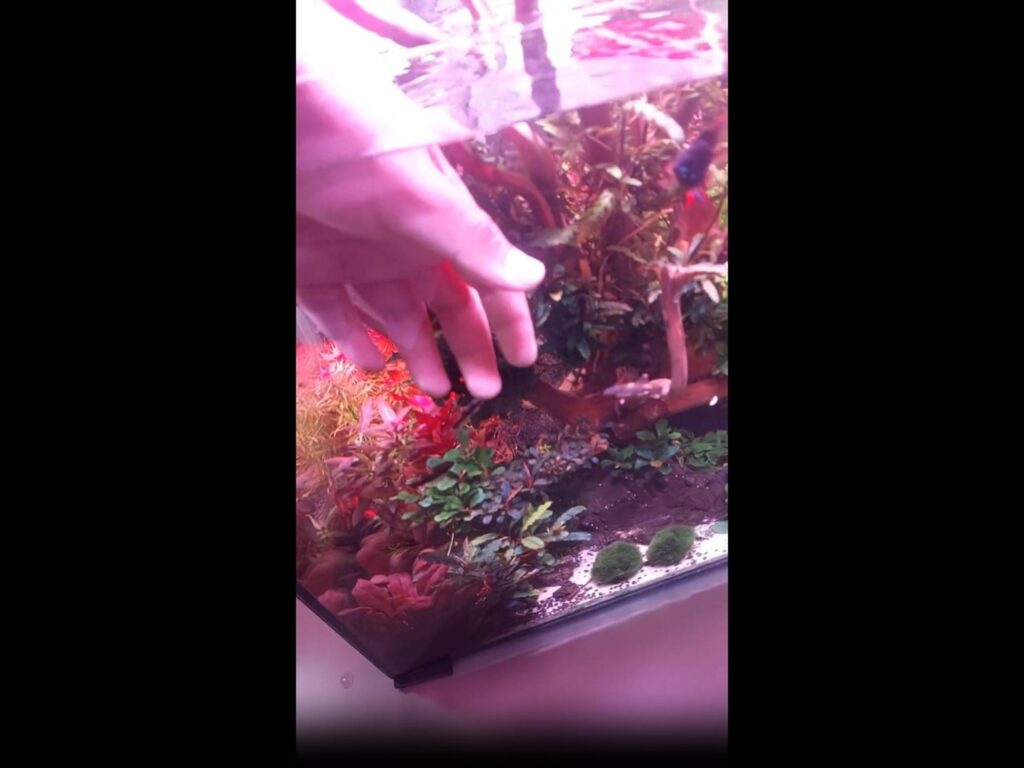 黒い魚が水槽の中を泳いでいる