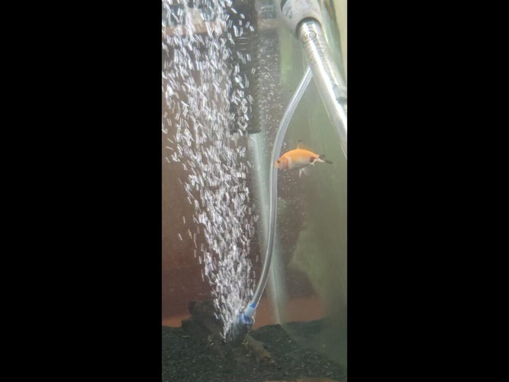 オレンジ色の小魚が水槽を泳いでいる