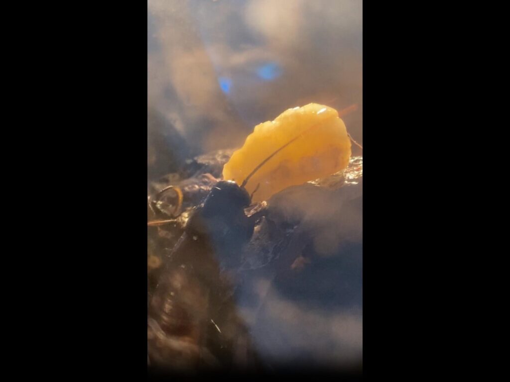 黄色い餌を食べる黒い昆虫