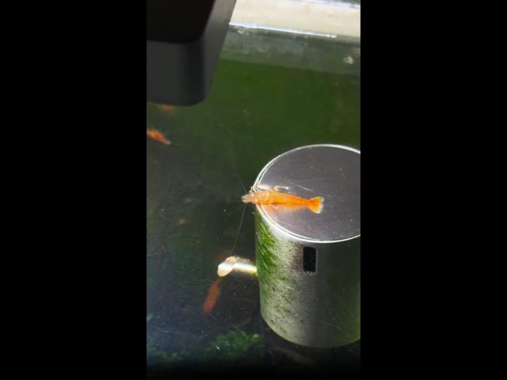 台の上に乗るオレンジ色のエビ