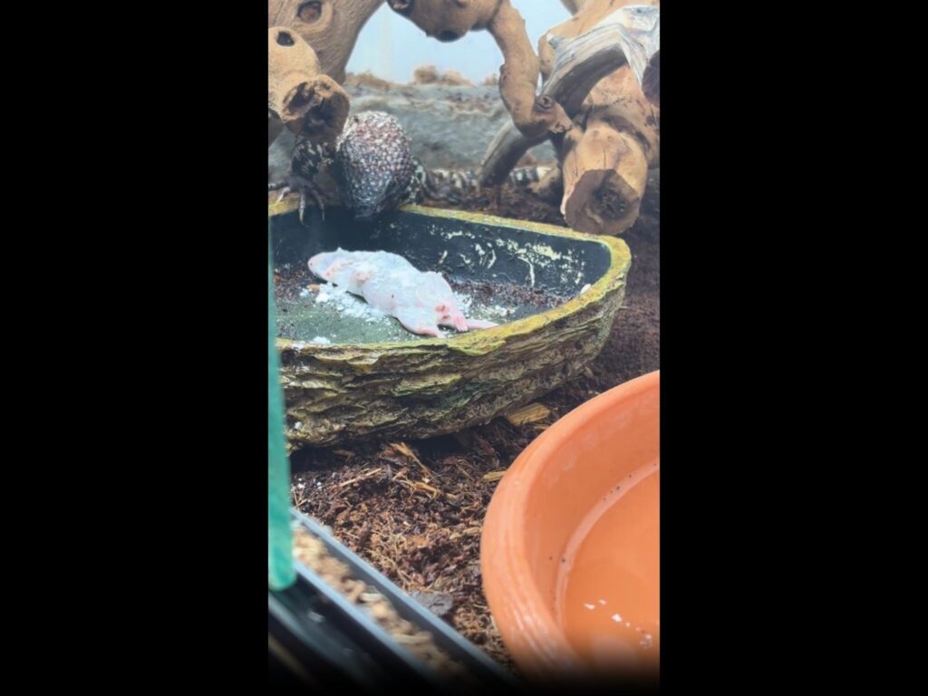 白黒のトカゲが餌を食べようとしている