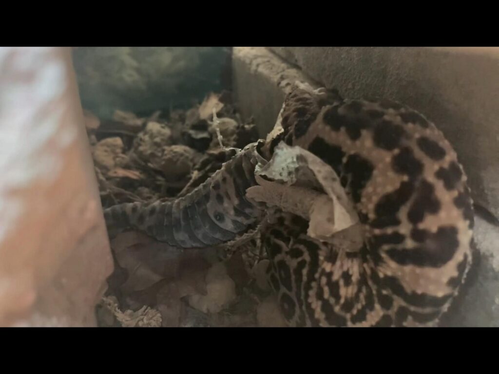 脱皮中の斑点模様のレオパードゲッコー