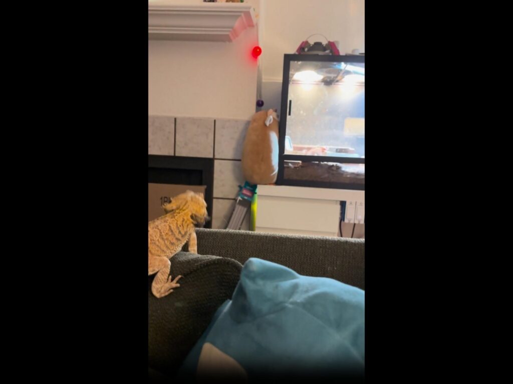 茶色のトカゲがソファーの上で前を見ている