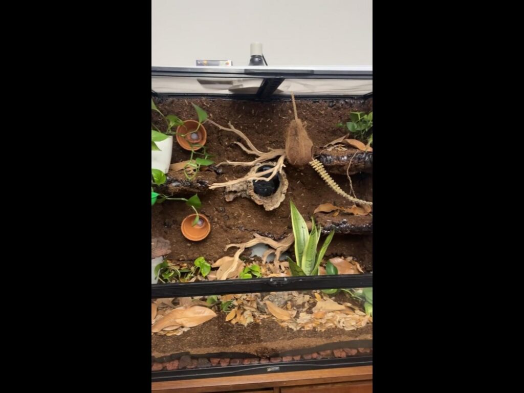 植物や流木が配置された爬虫類用テラリウム