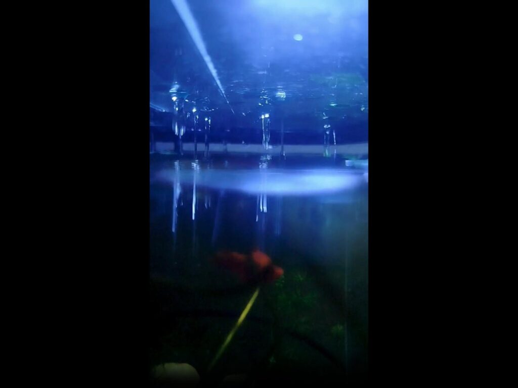 水中を泳ぐ赤い金魚