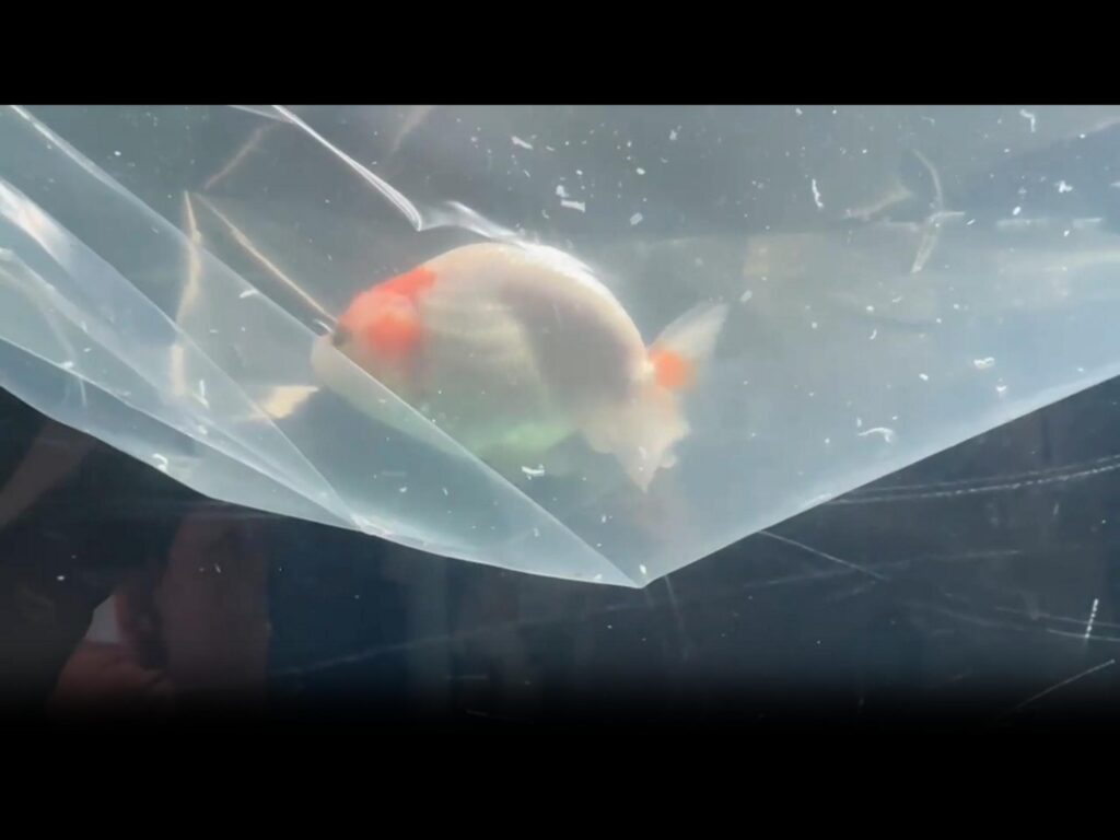 袋の中を泳ぐ紅白の金魚