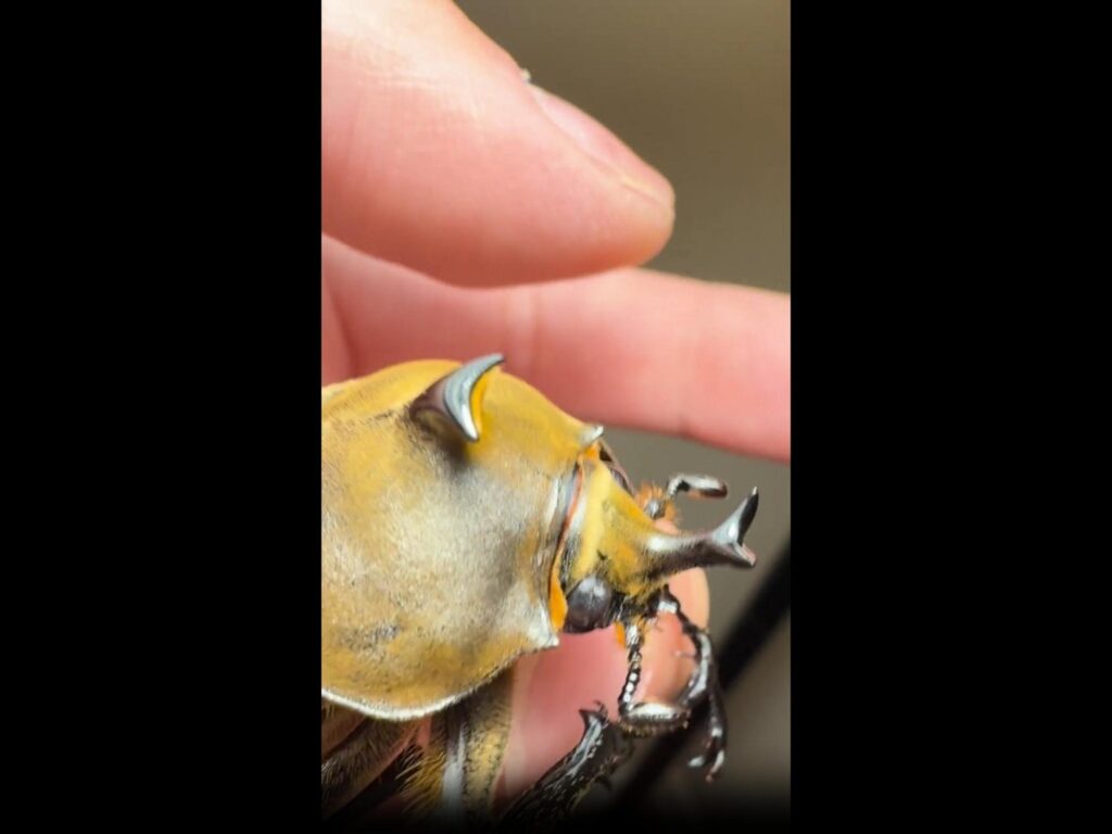 黄褐色のゾウカブトが手の上で動いている