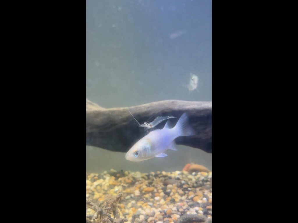 白い魚の背中に透明なエビが乗っている