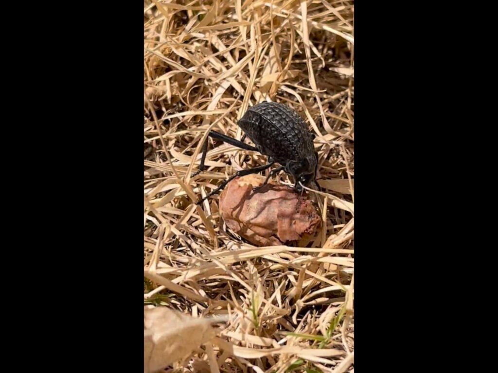枯草の上で実を運ぶ黒い甲虫