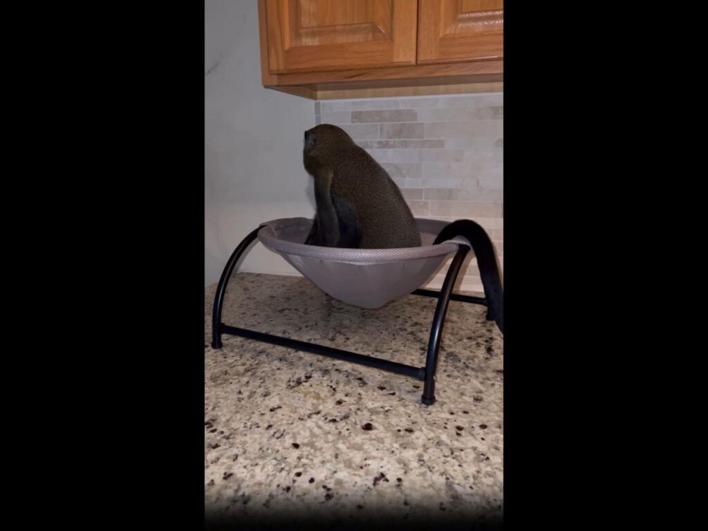 ハンモックに座っている茶色の猿