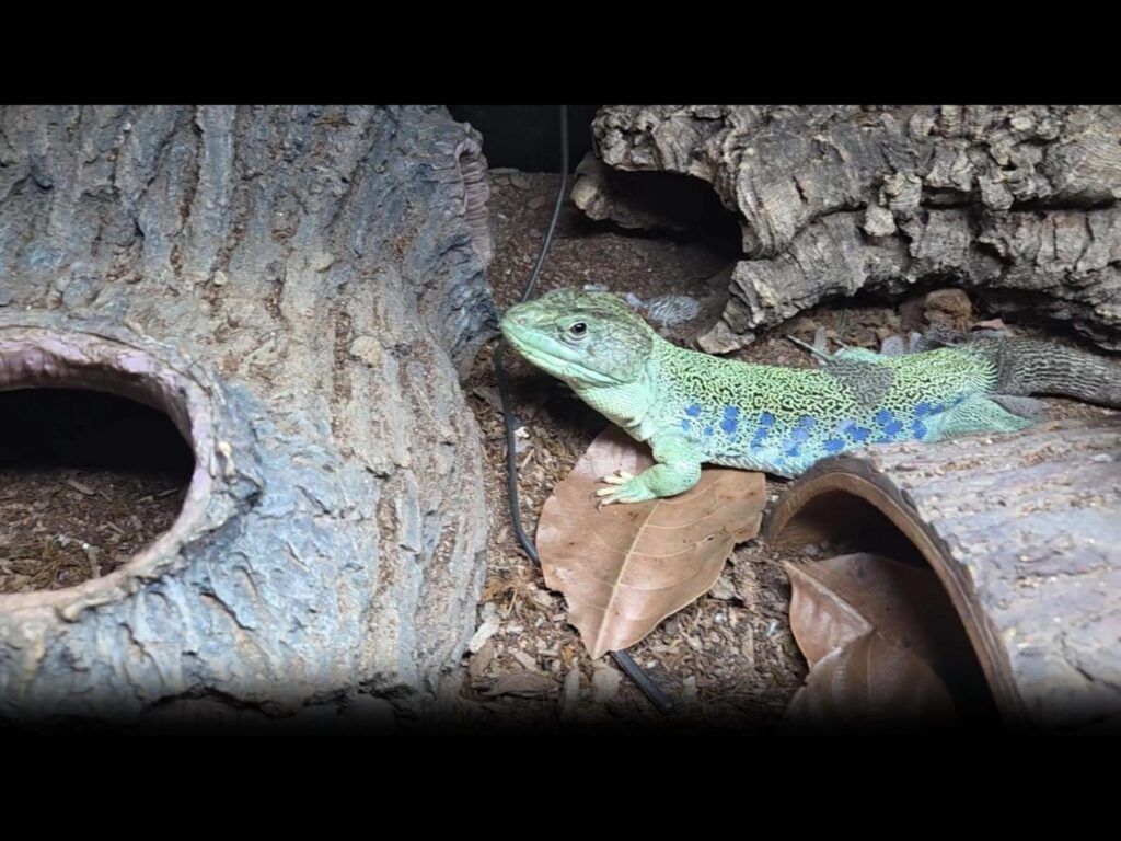 青い斑点のある緑色のトカゲが休んでいる