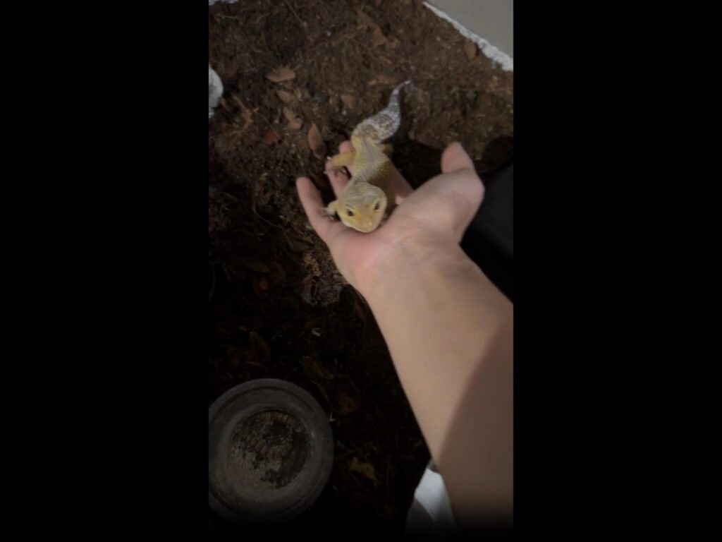 手の上に乗る黄色いレオパードゲッコー