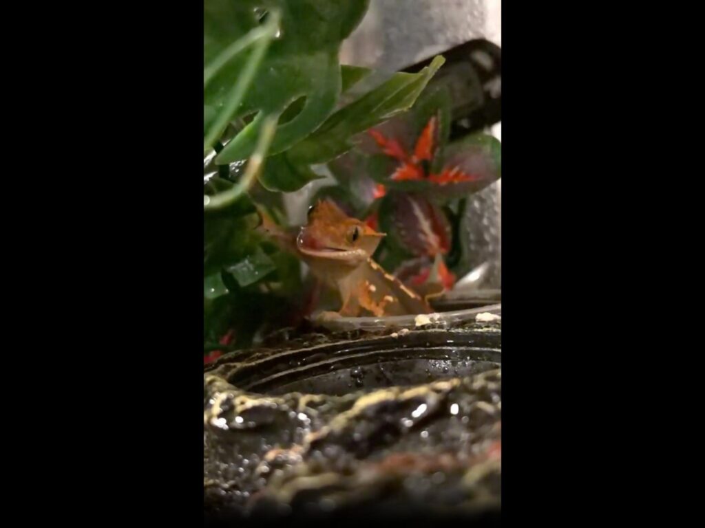 目を舐めているオレンジ色のヤモリ