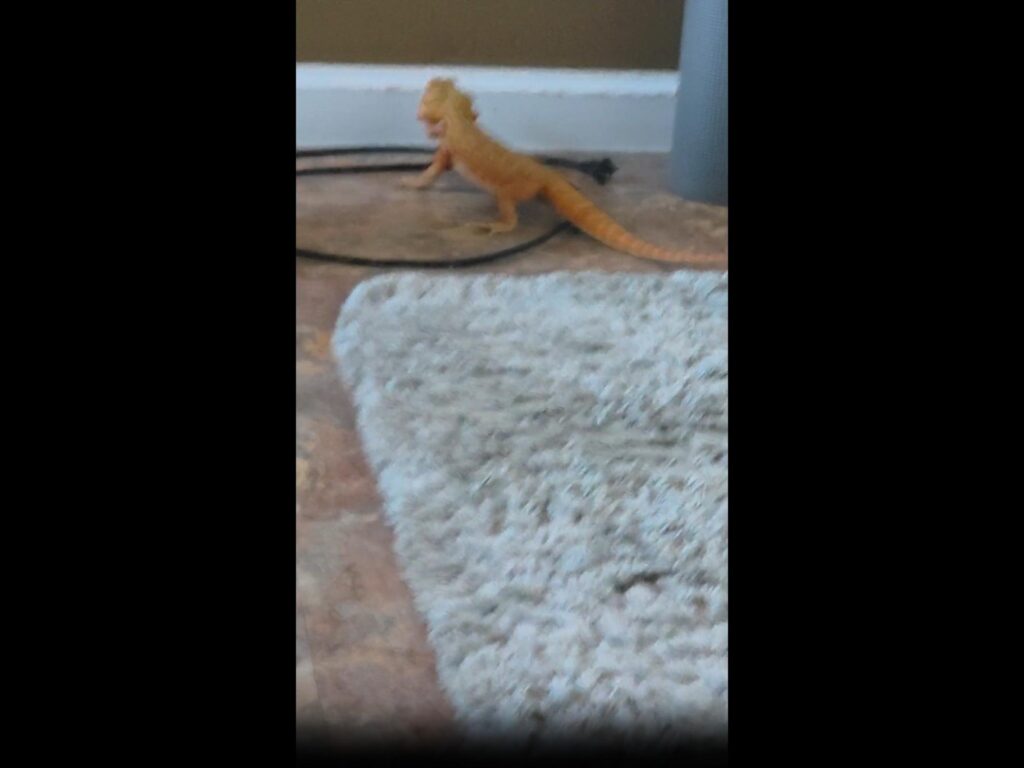 口を開けているオレンジ色のトカゲ