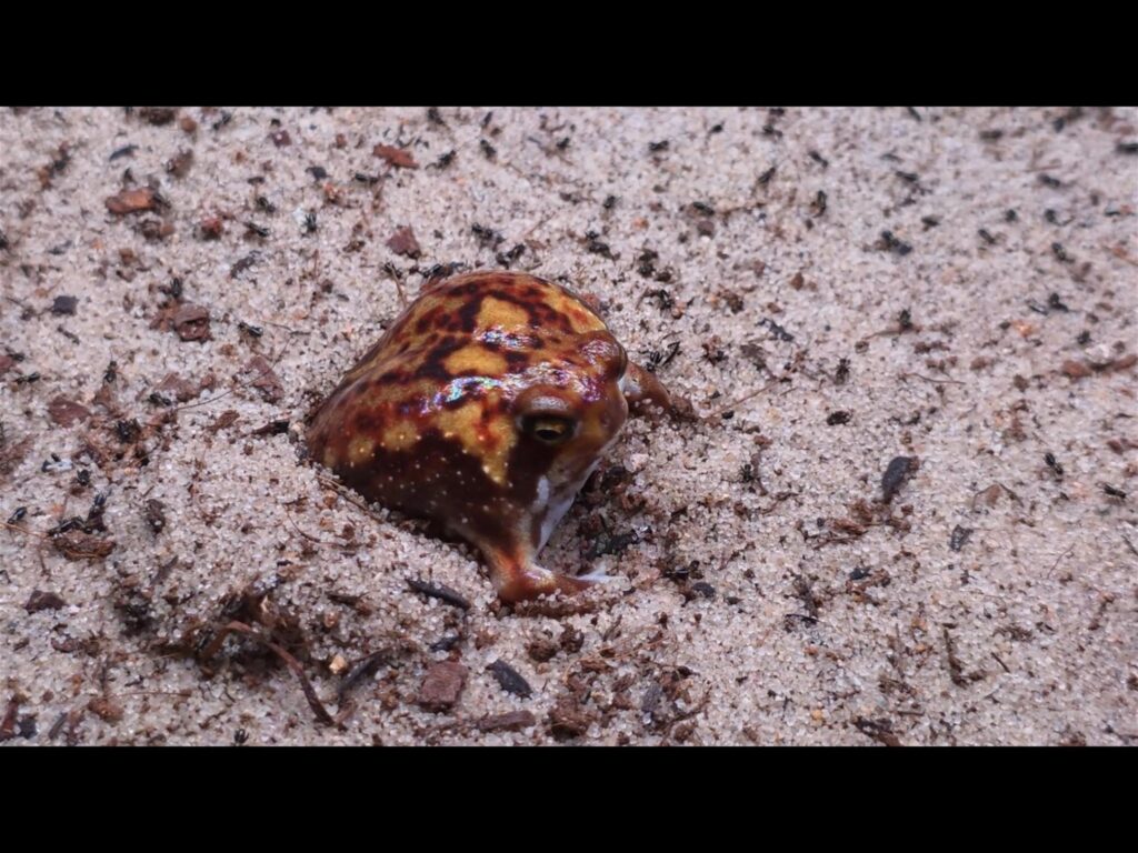 砂から顔を出す茶と黄色の斑点模様のカエル