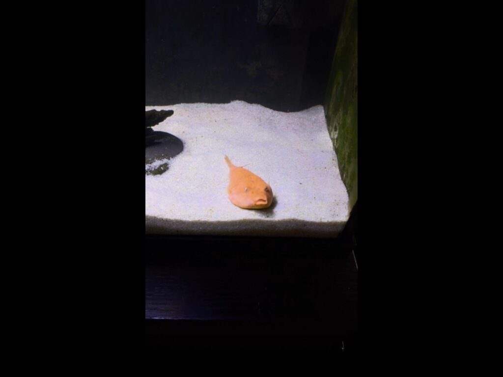 砂の上でじっとしているオレンジ色のフグ