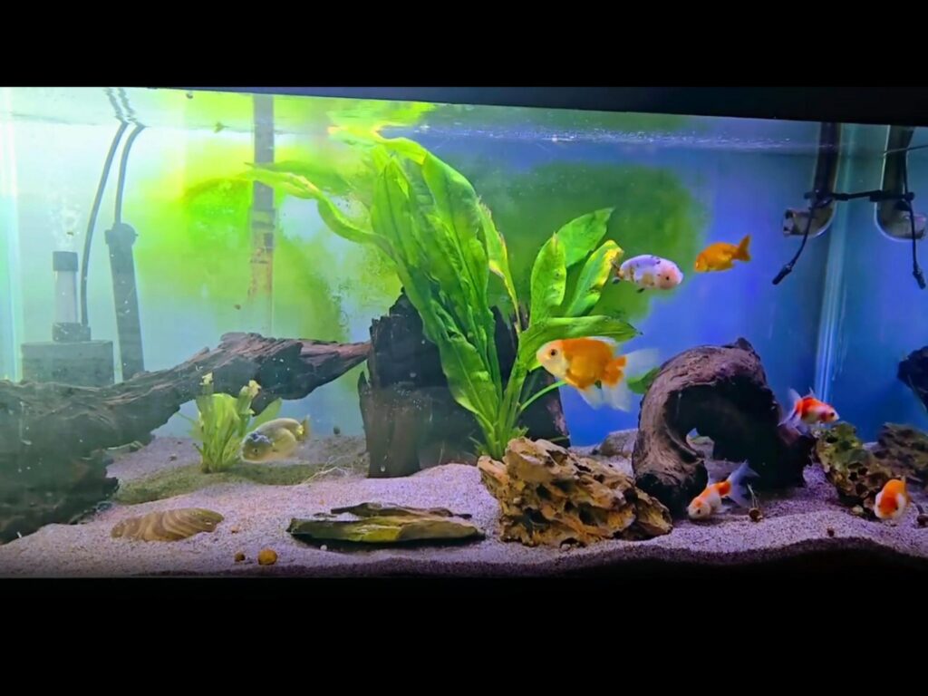 水槽を泳ぐオレンジや白の金魚