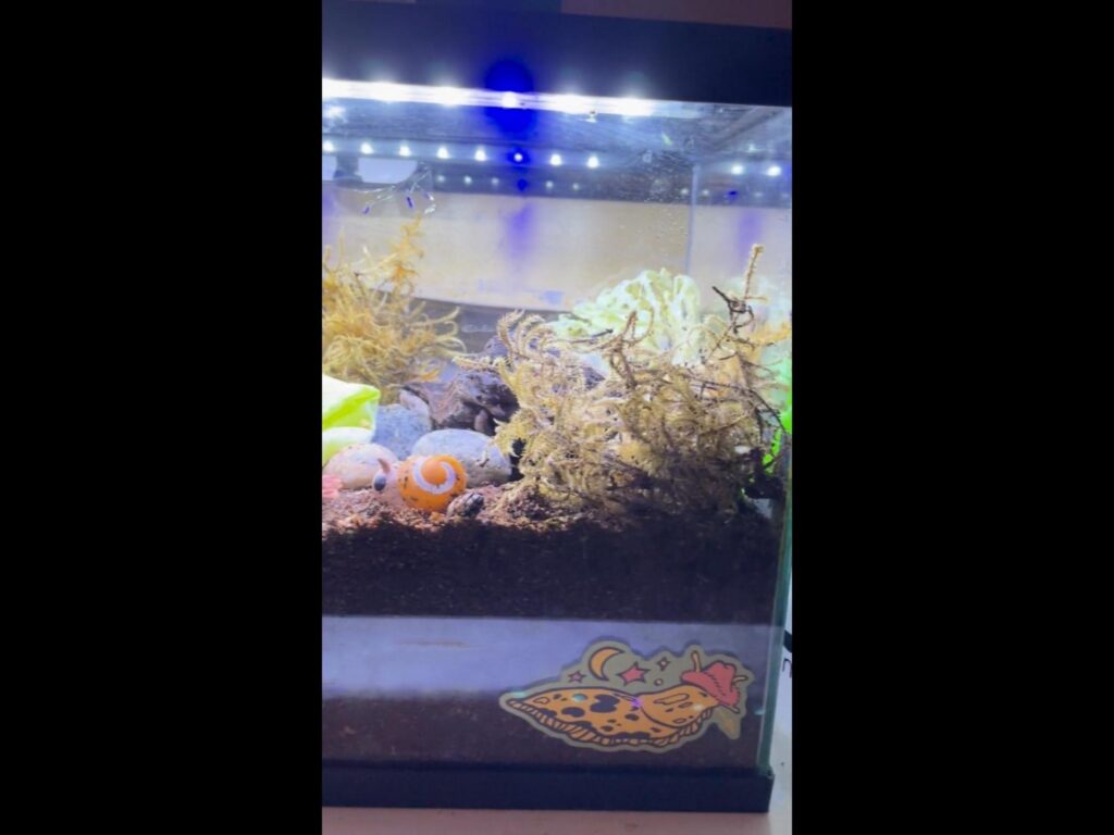 オレンジと白のカタツムリが土の上で休む